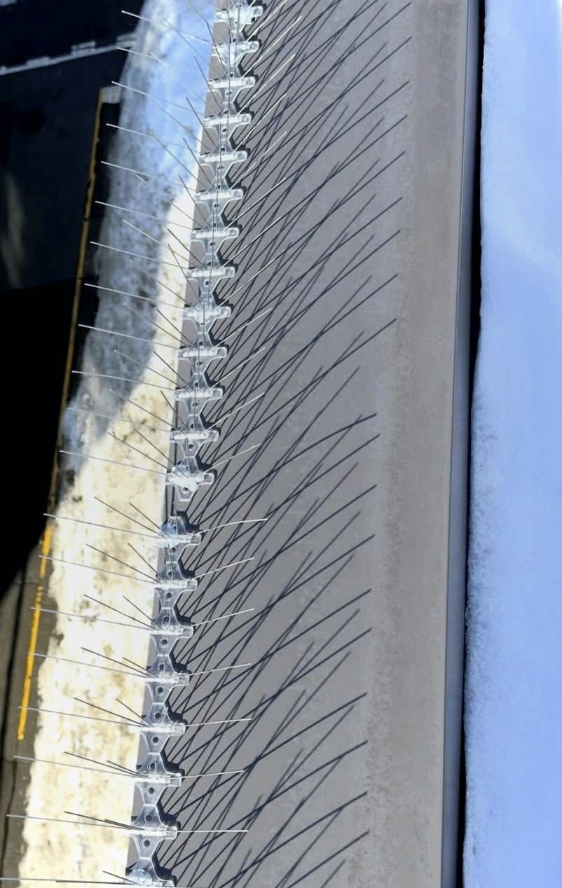 Bird spikes installed along a roofline landing edge